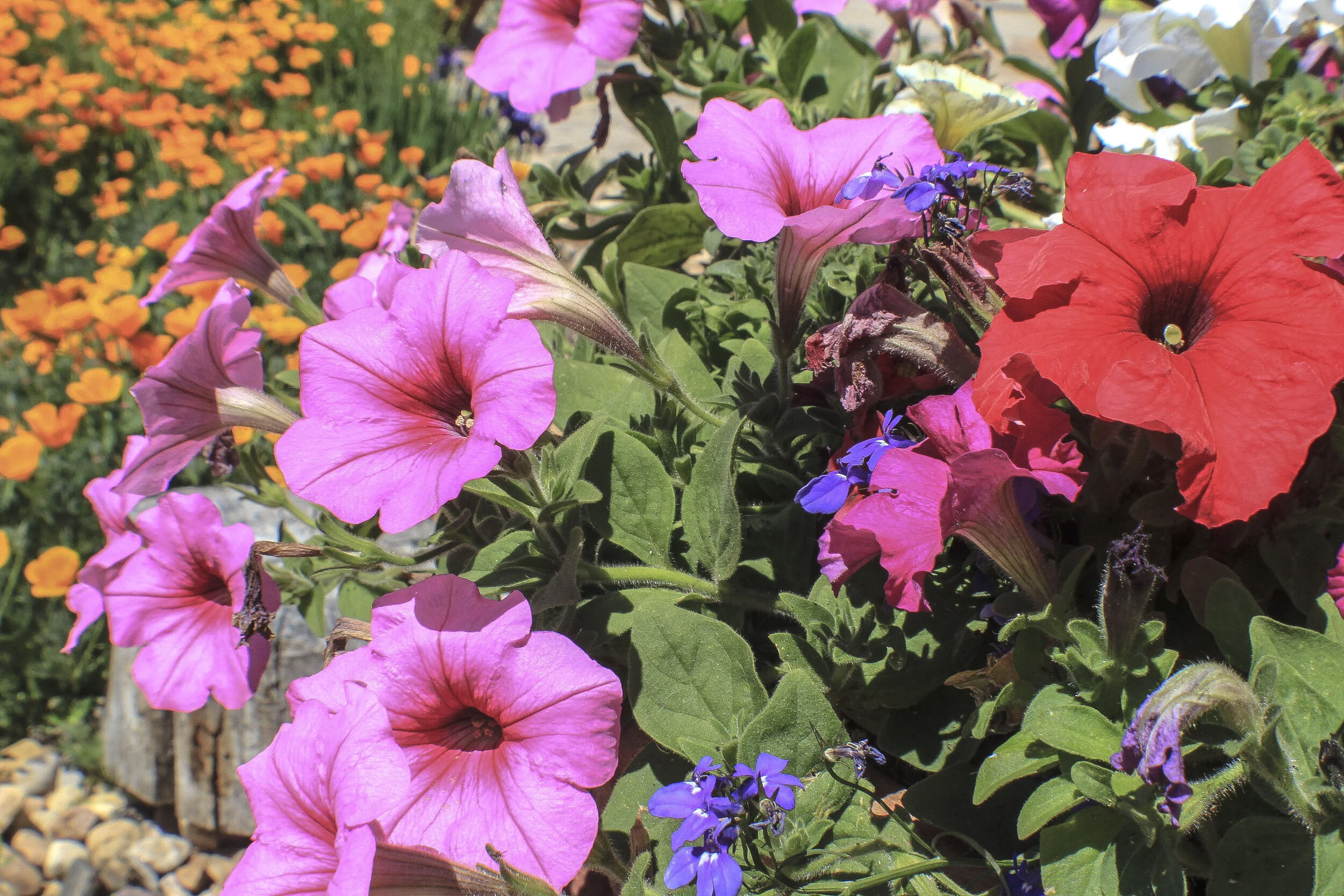 FLOWERS_3.JPG