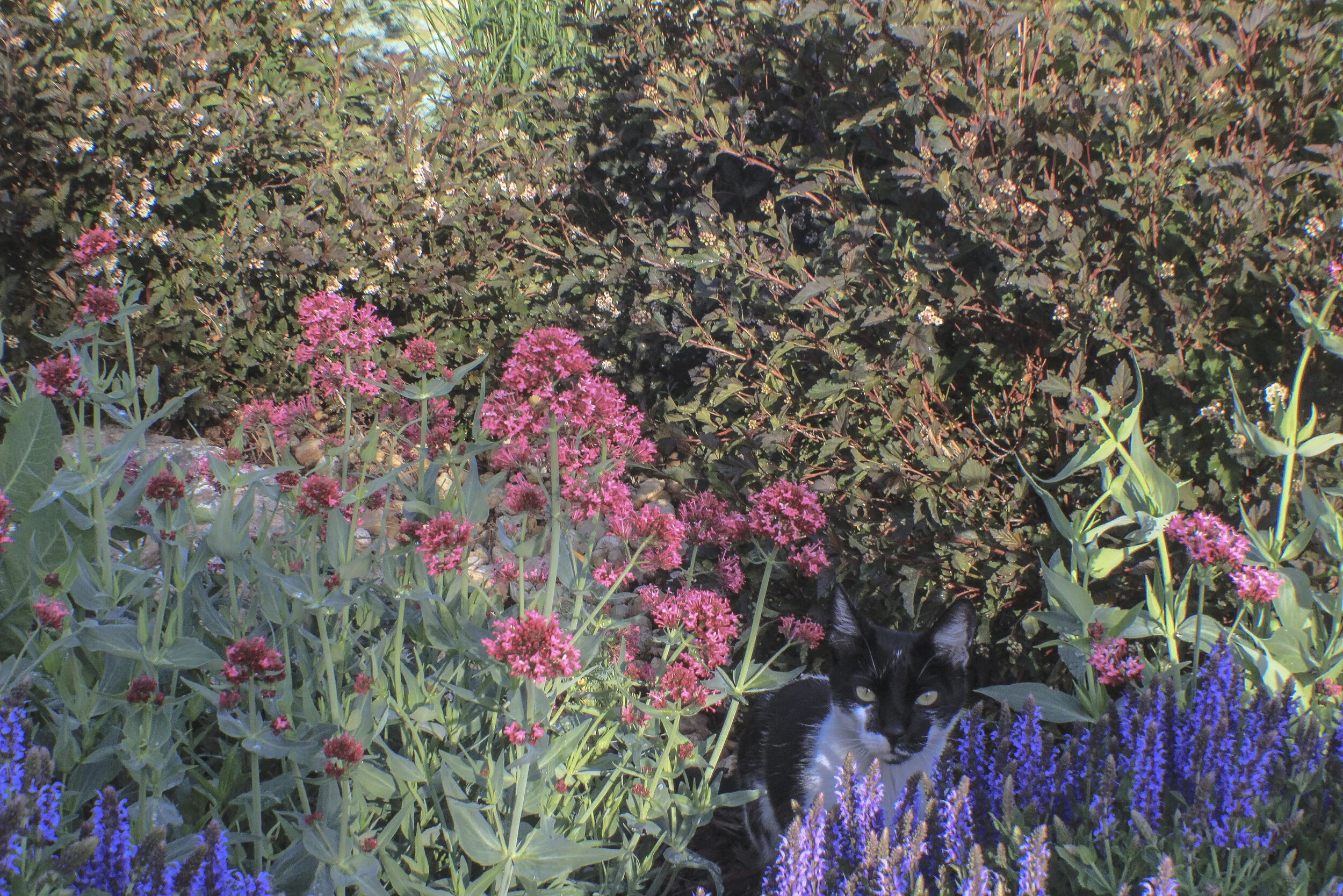 FLOWERS_4.JPG