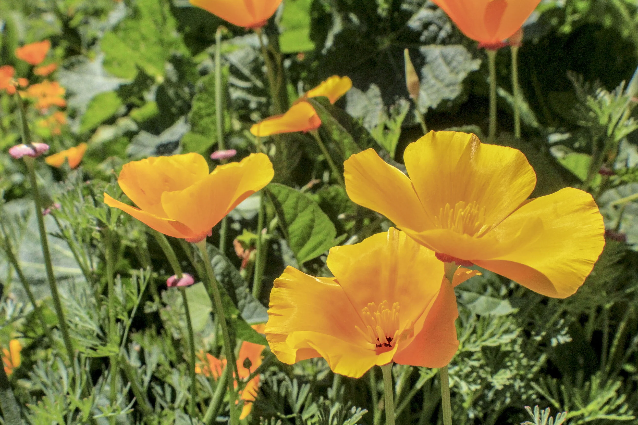 FLOWERS_7.JPG