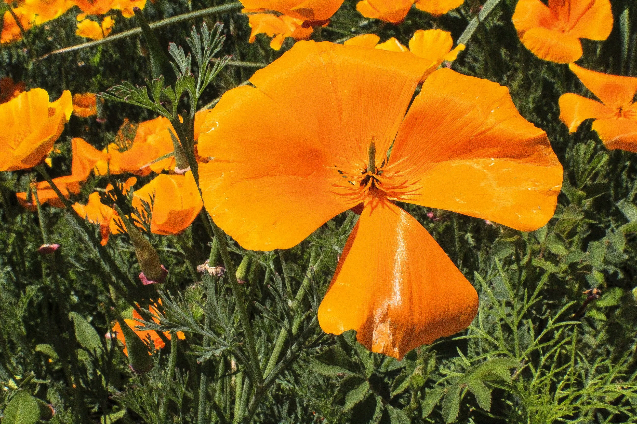 FLOWERS_11.JPG