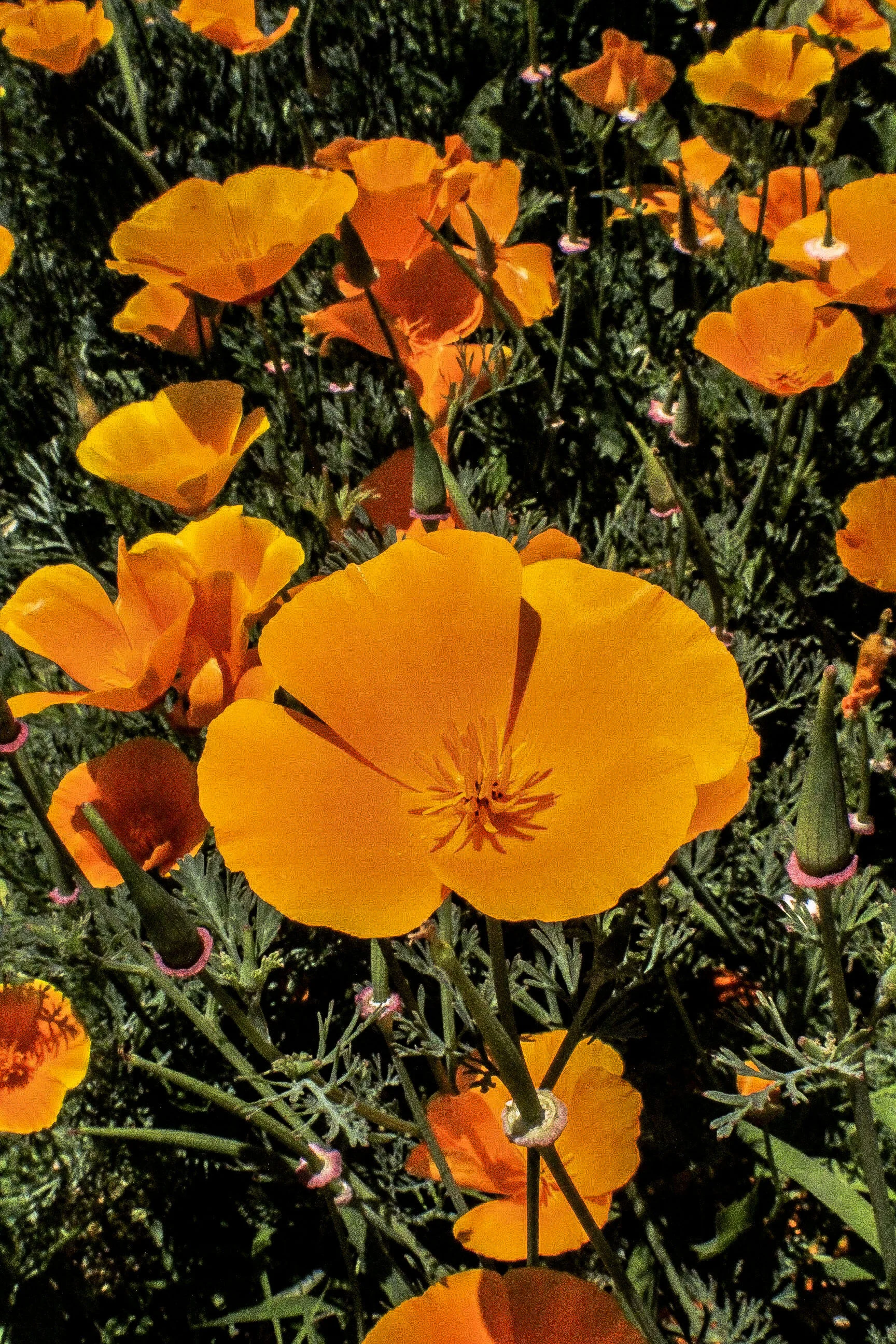 FLOWERS_12.JPG