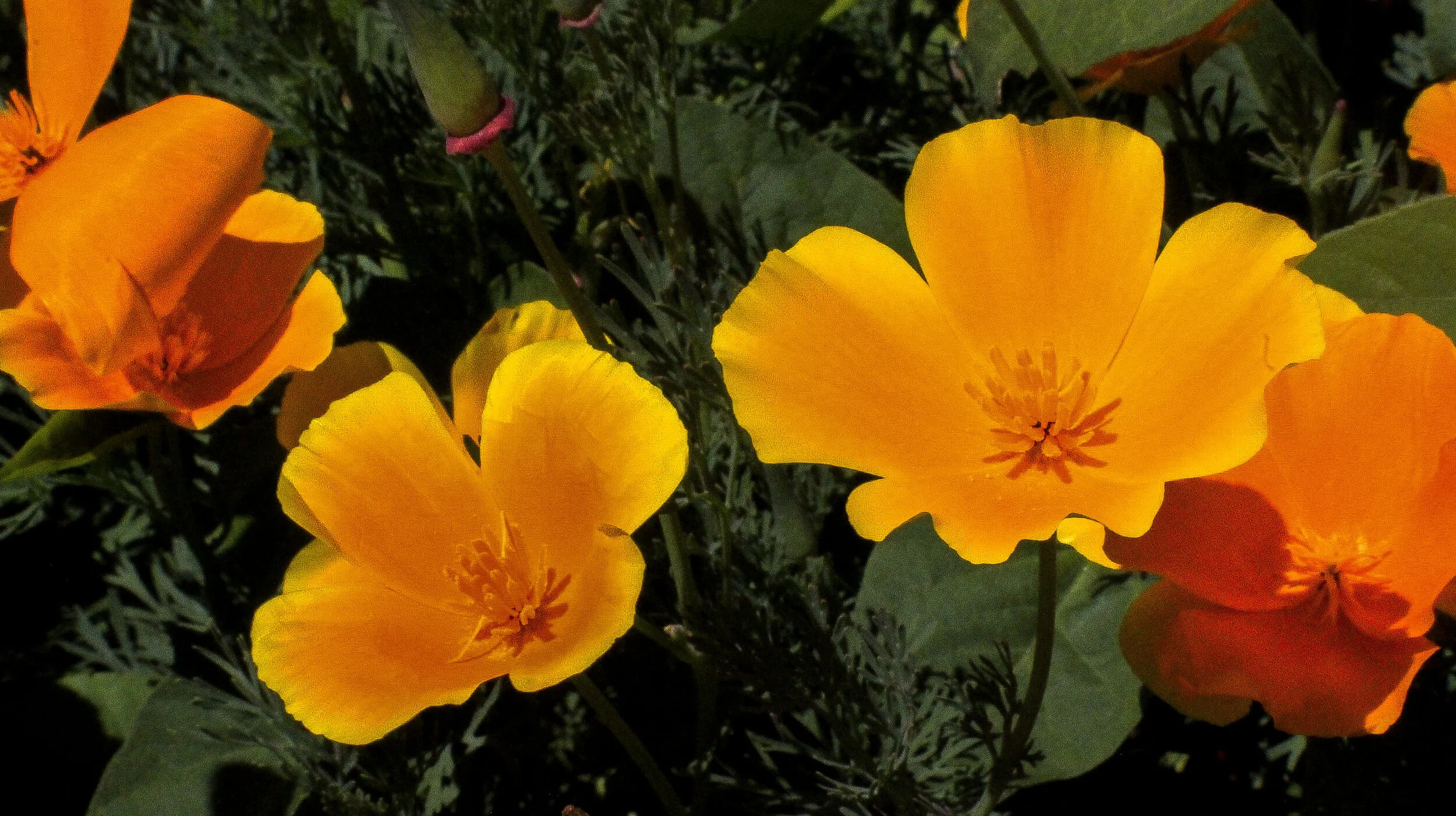 FLOWERS_13.JPG