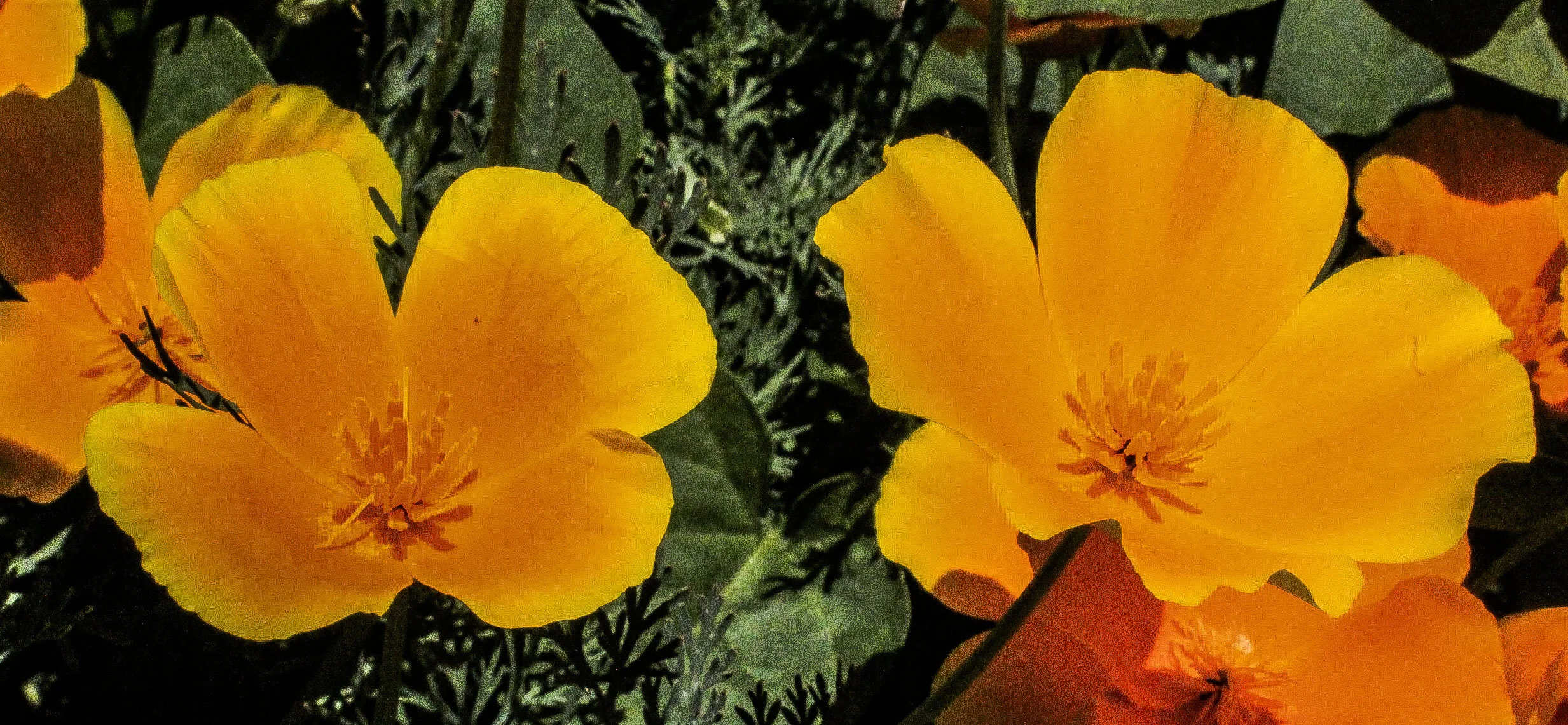 FLOWERS_14.JPG