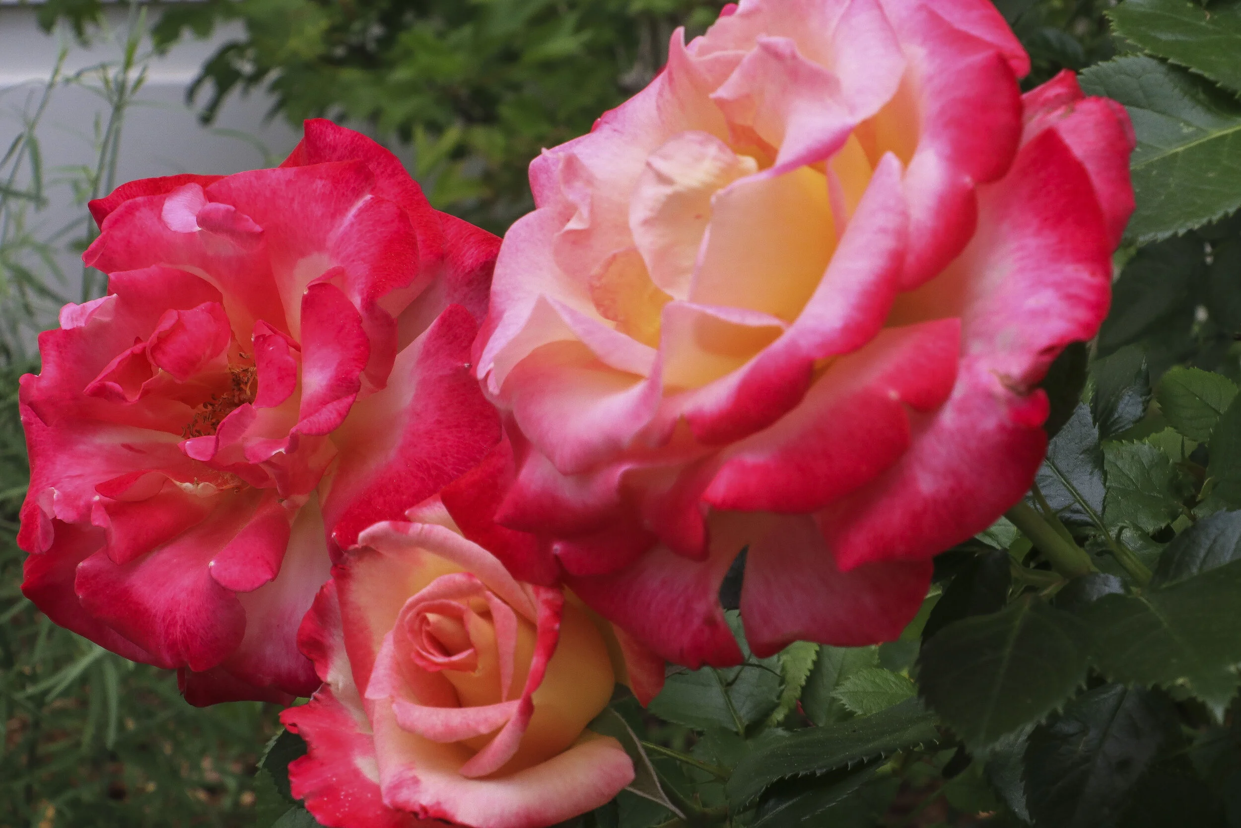 FLOWERS_15.JPG