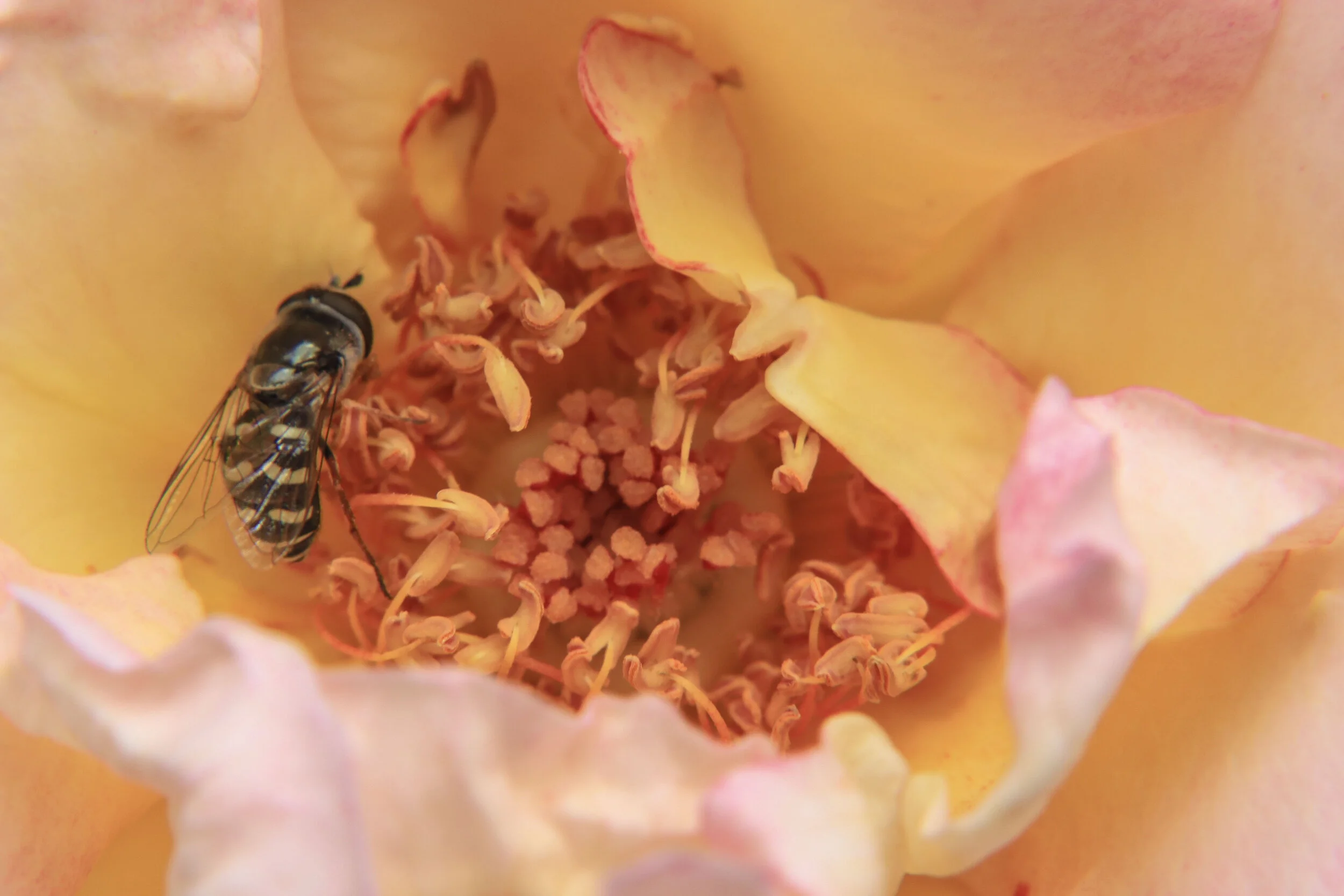 FLOWERS_16.JPG
