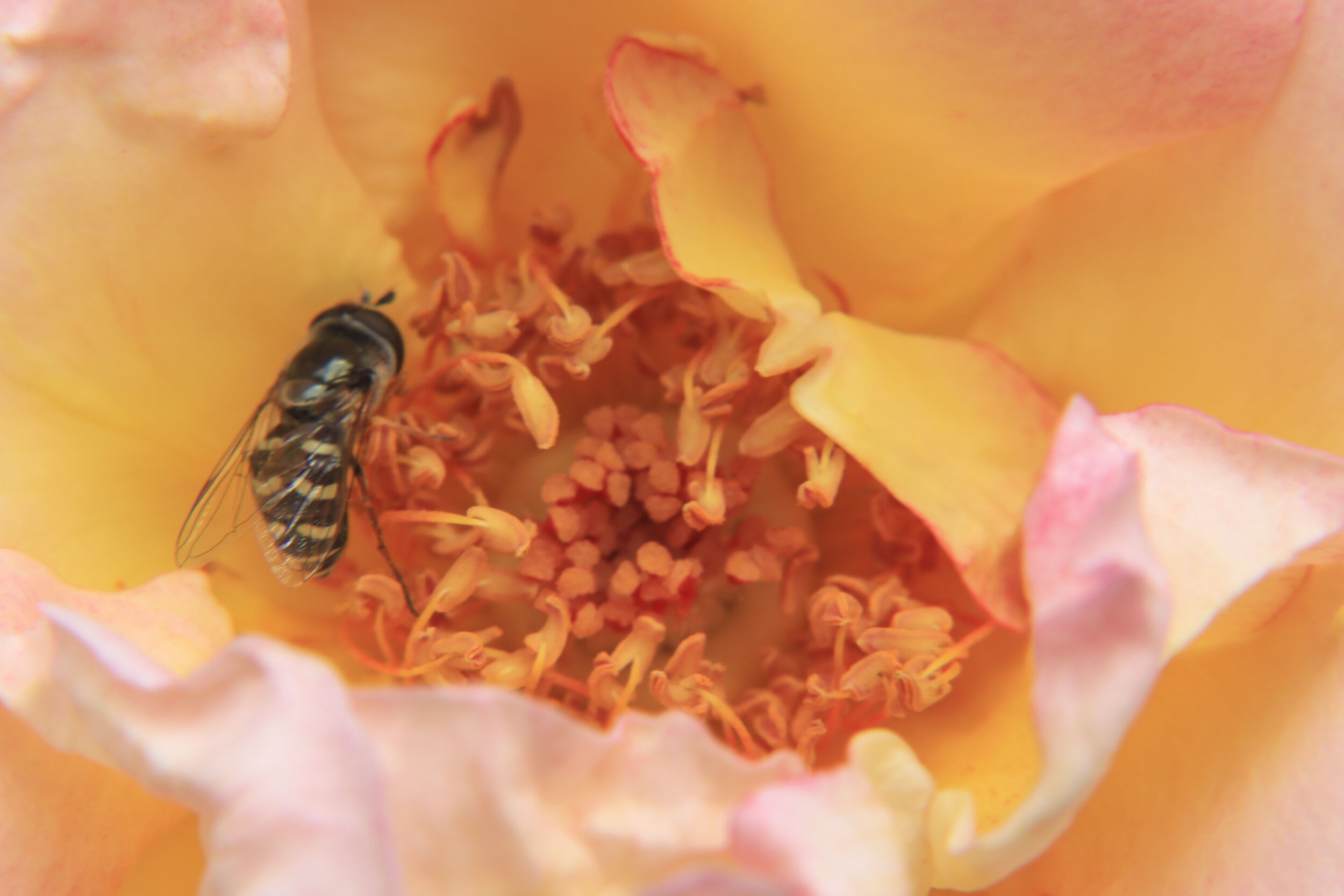 FLOWERS_17.JPG