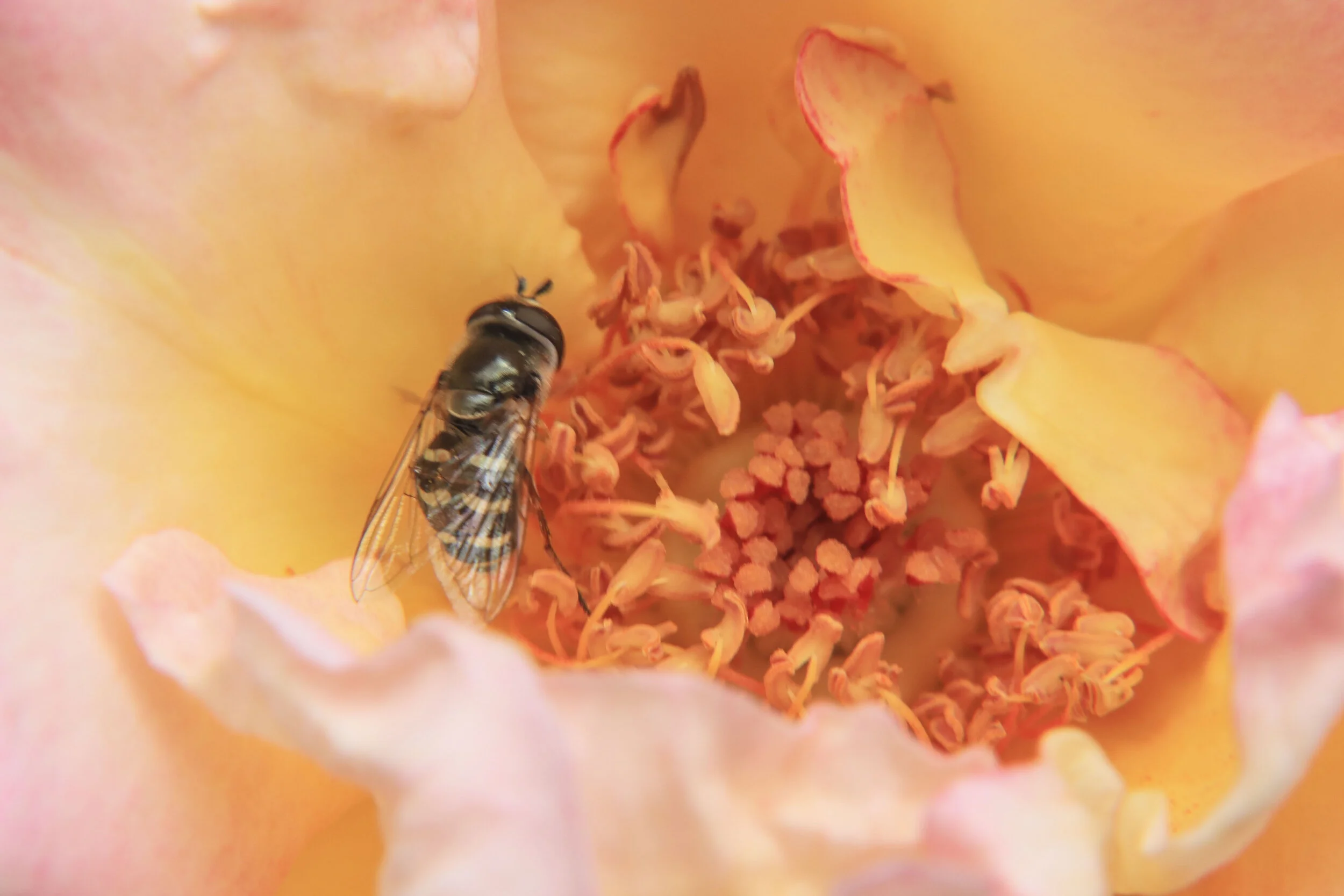 FLOWERS_18.JPG