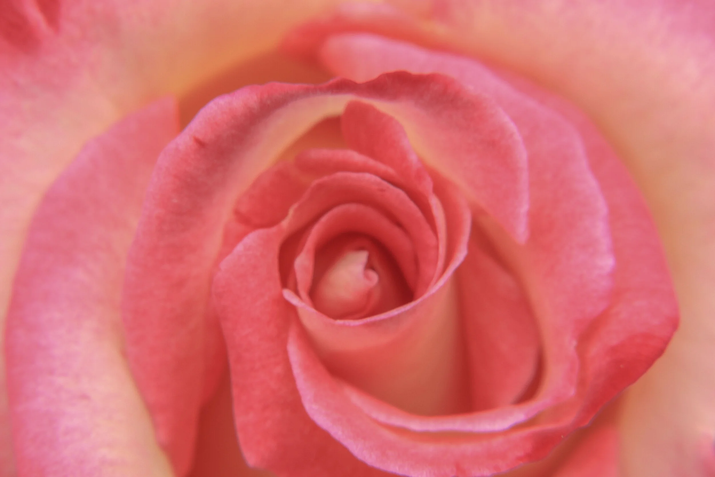 FLOWERS_21.JPG