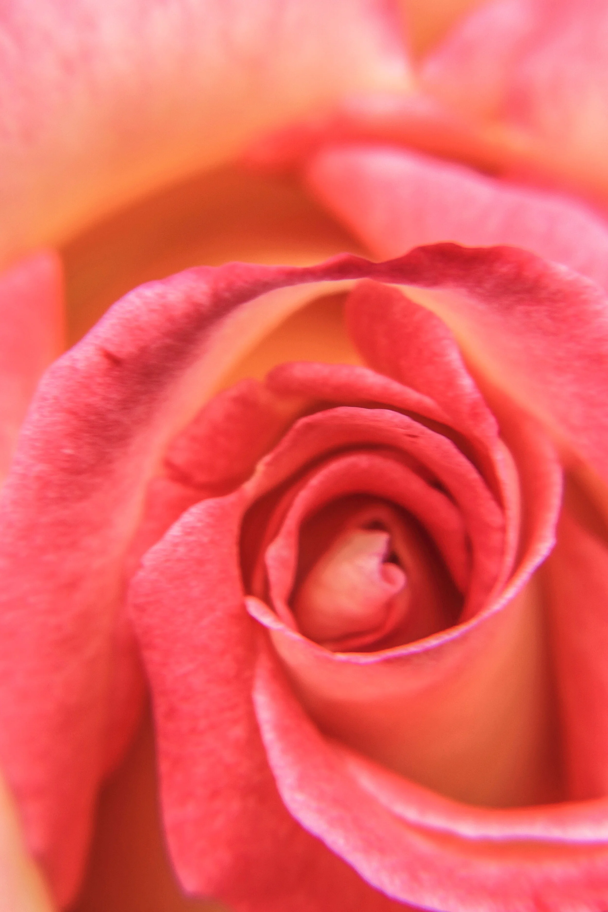 FLOWERS_23.JPG