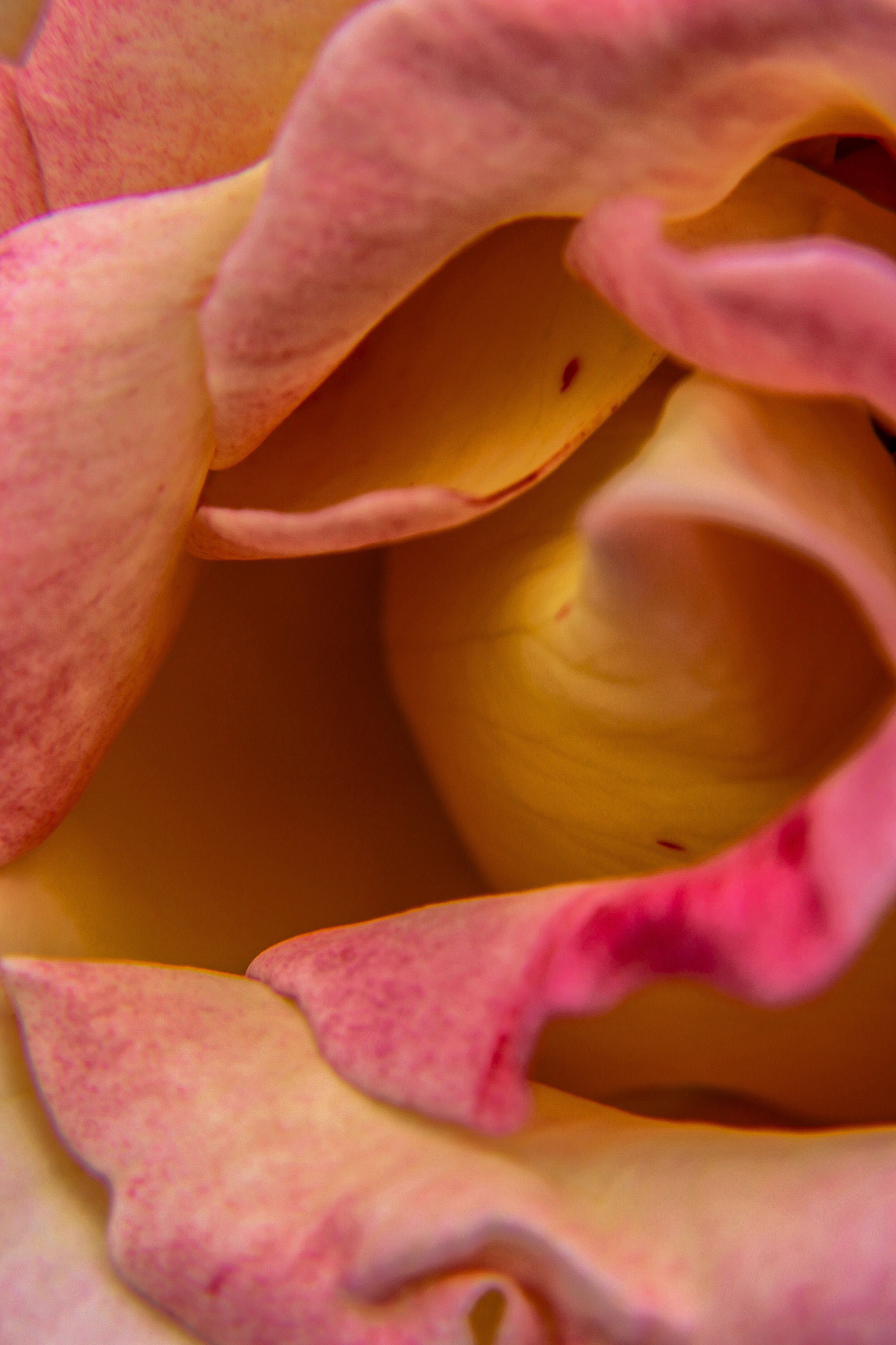 FLOWERS_24.JPG