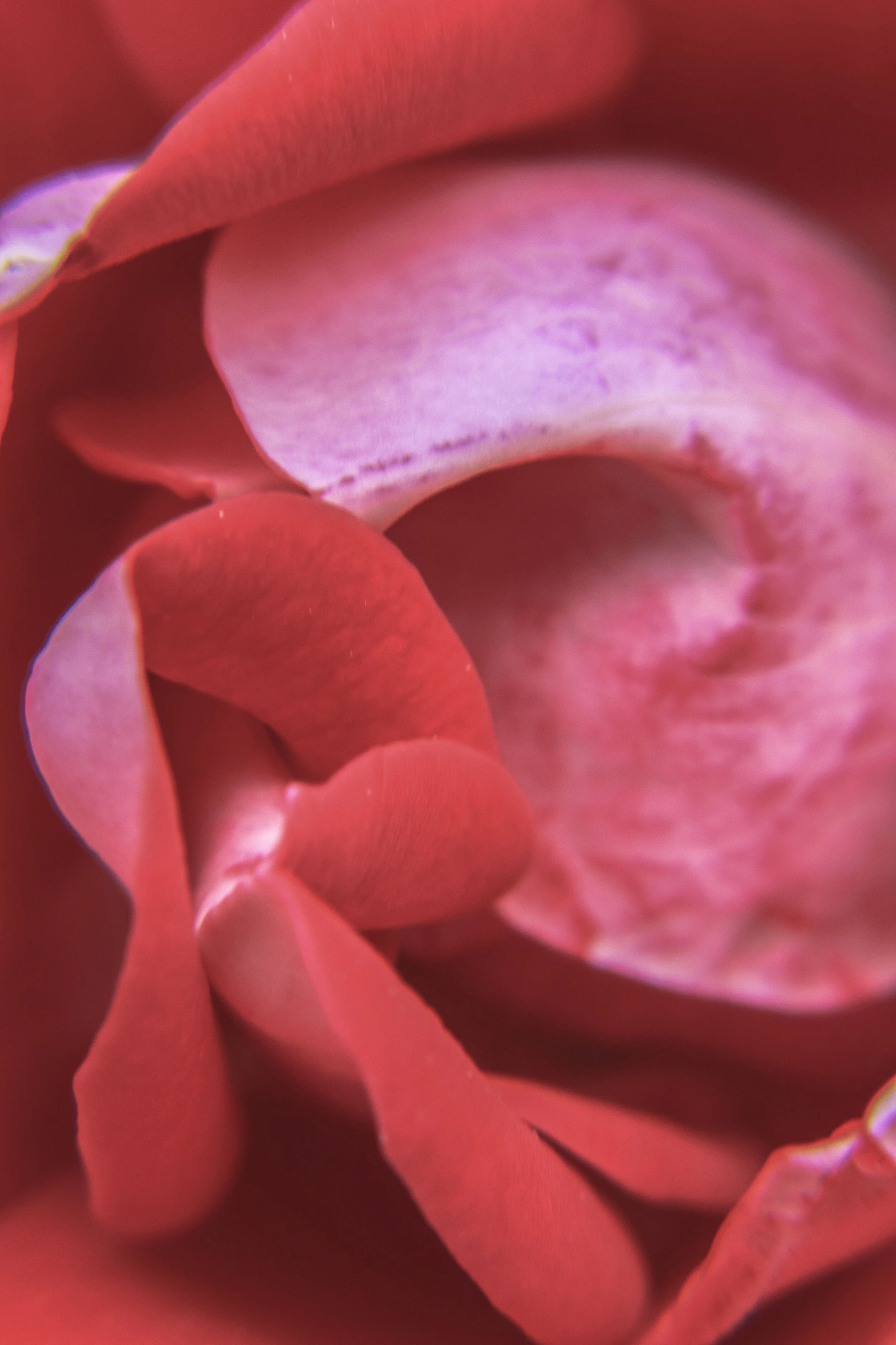FLOWERS_27.JPG
