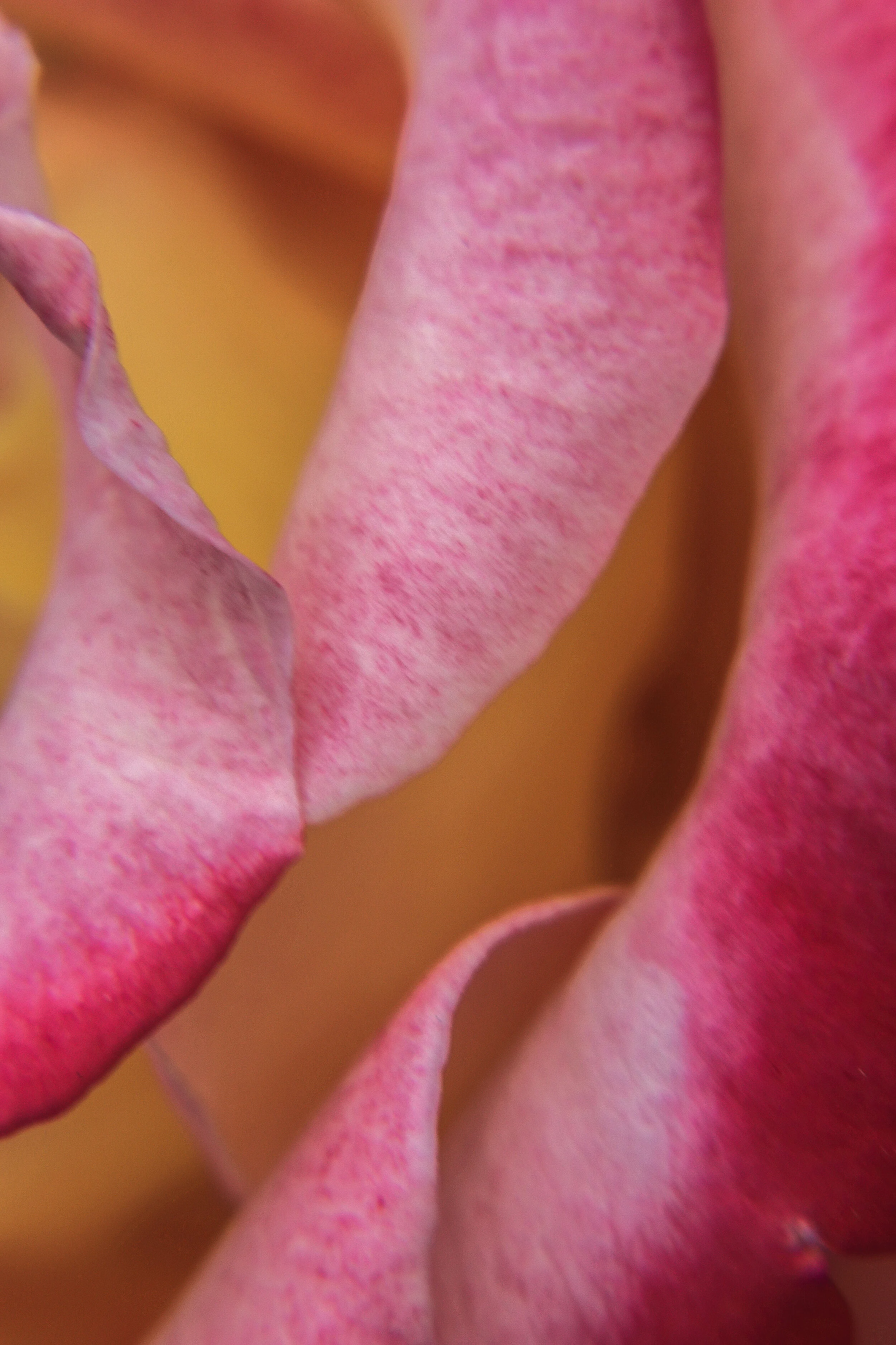 FLOWERS_26.JPG