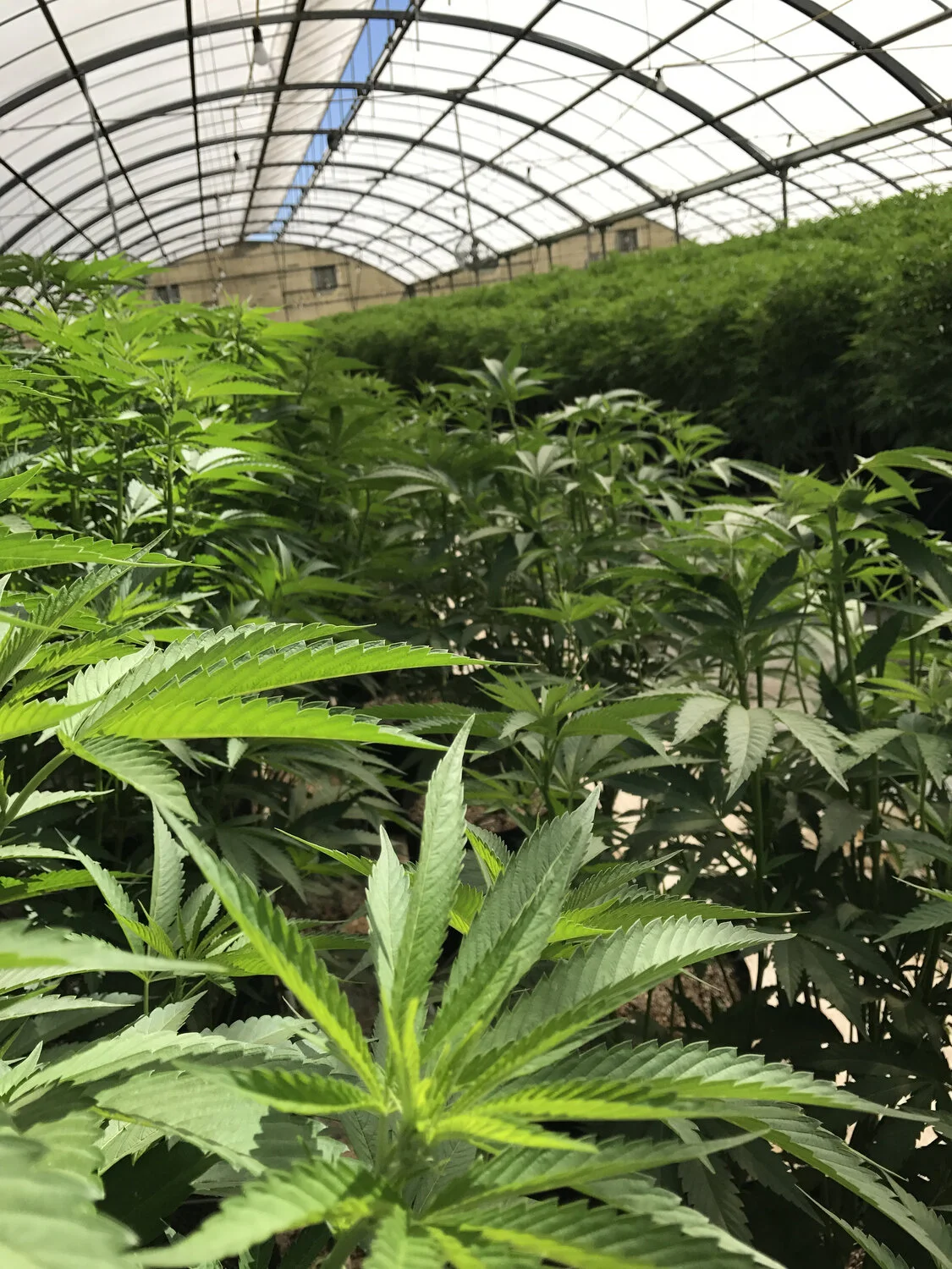 BC Court confirms that Condos can Prohibit Commercial Cannabis Operations with Bylaw Changes