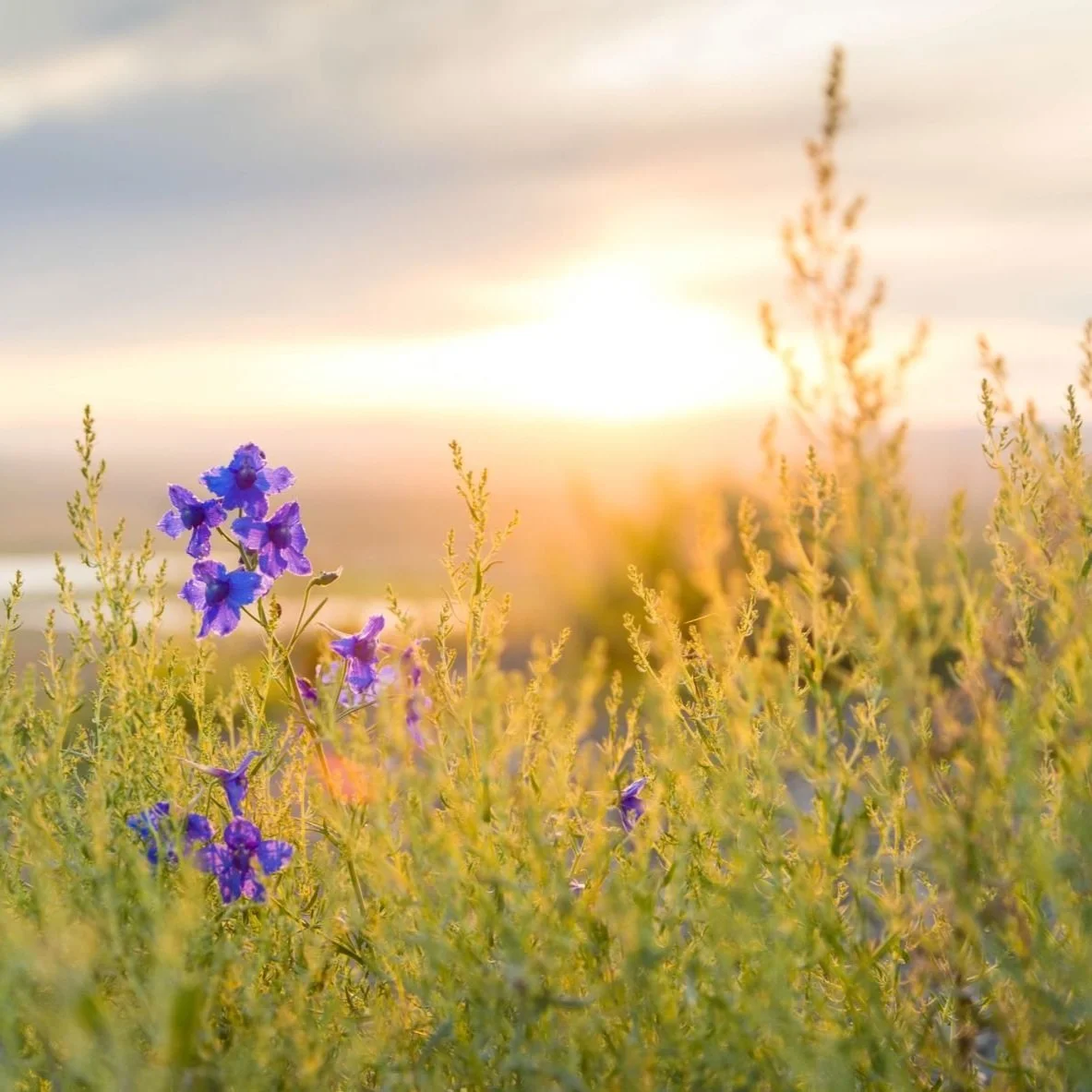 How to Shift Your Life with Gratitude - Week #28 of The Awakening Journey