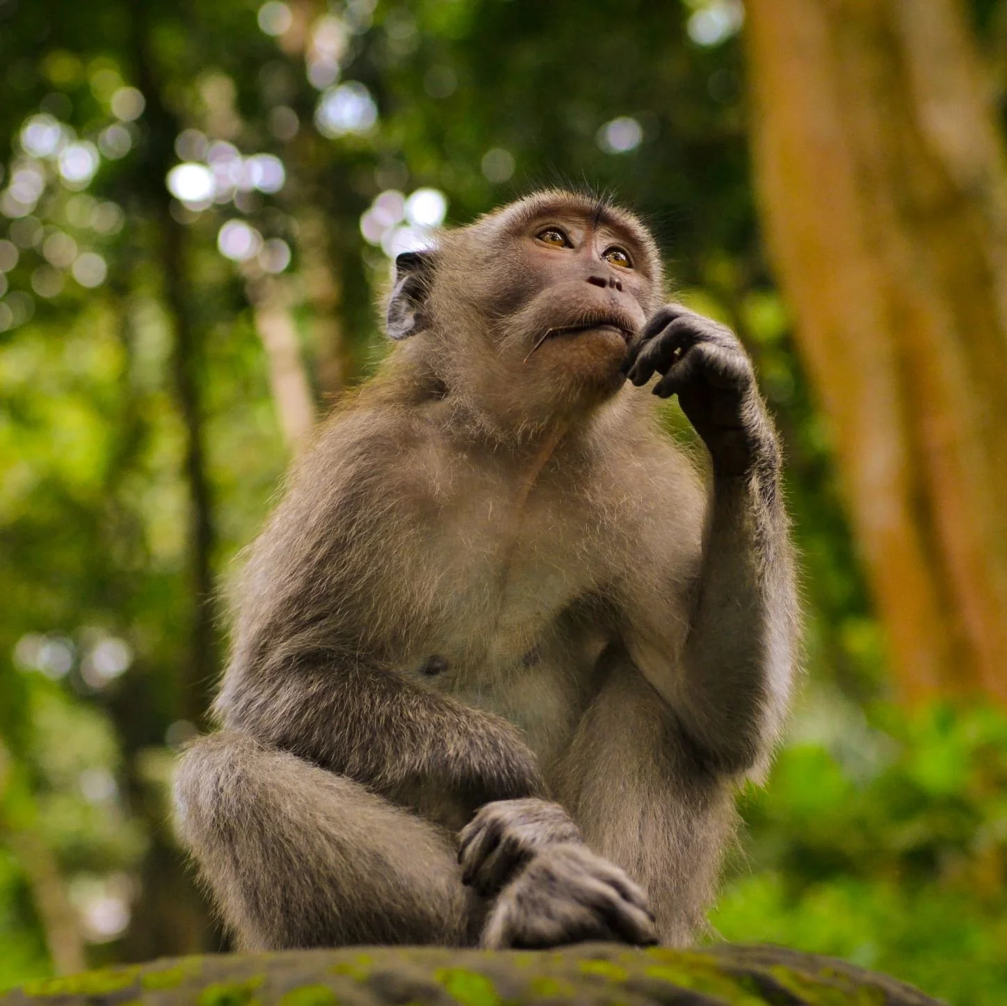 Monkey Mind: How to stop the mental chatter - Week #30 of the Awakening Journey