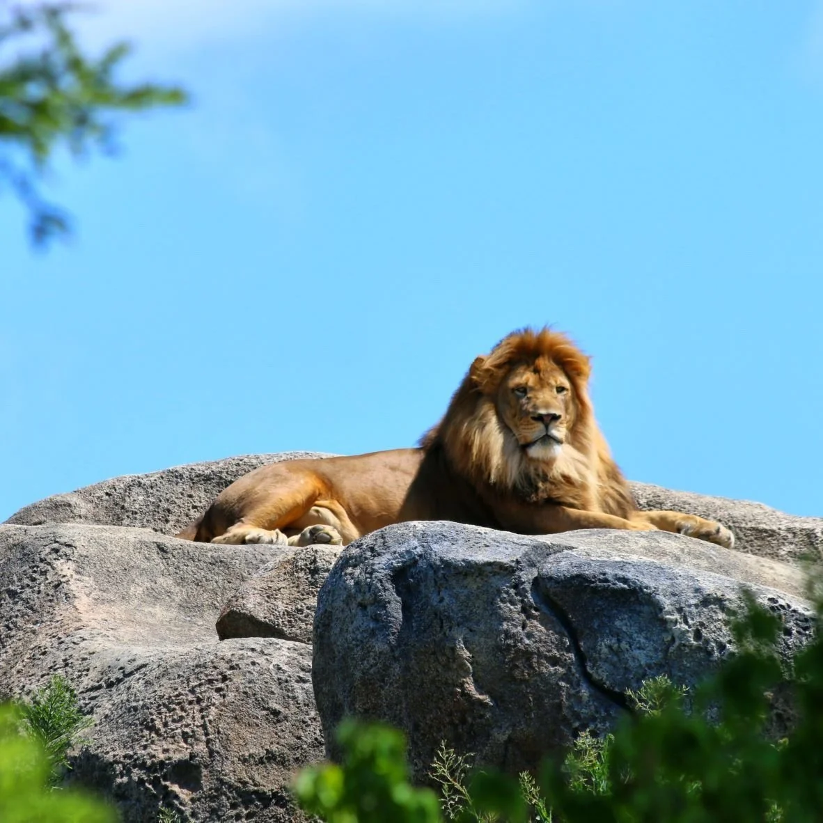 Animals: Access Point to Your Future - Week #34 of The Awakening Journey