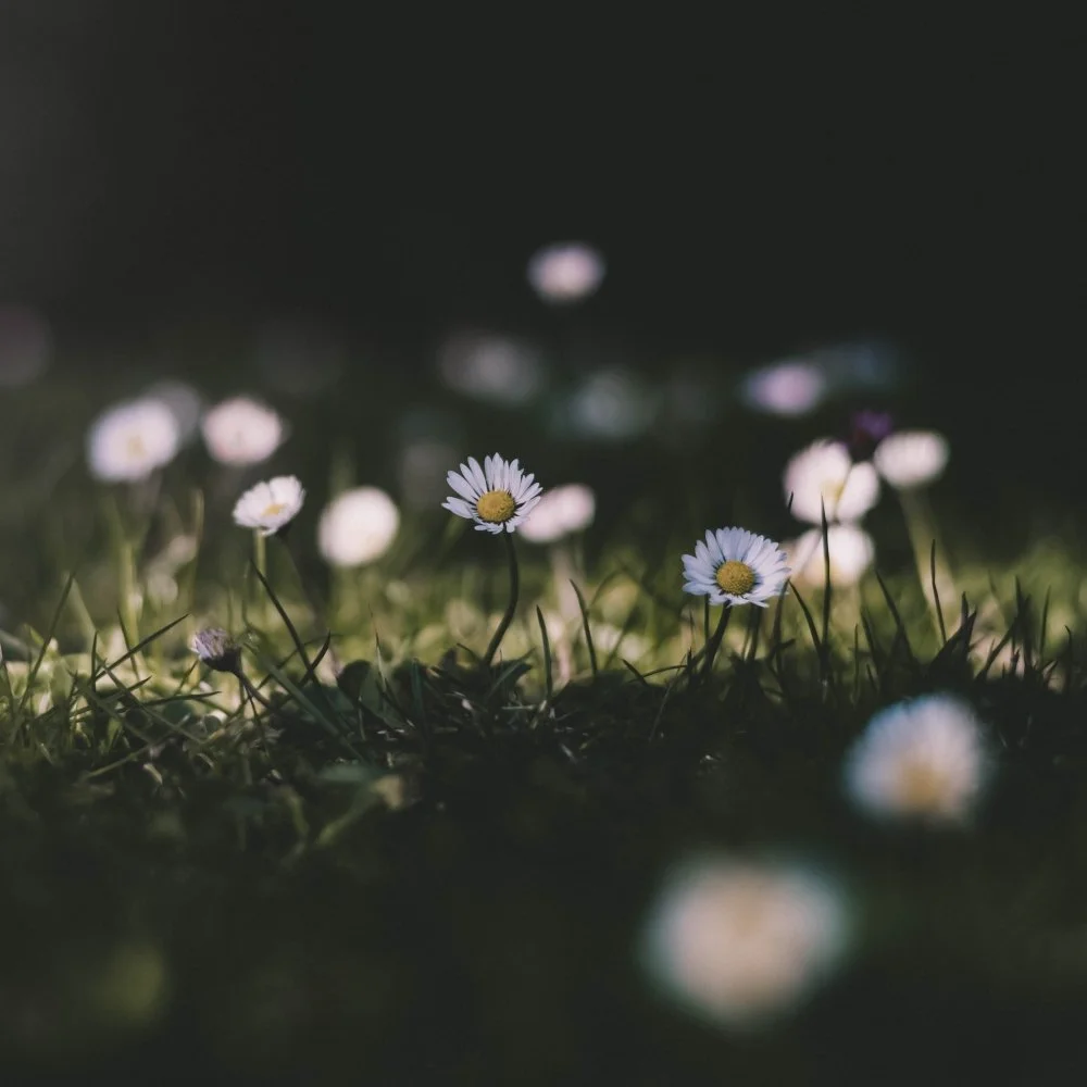 Embracing Spring: Letting Go, Grieving, and Moving Forward