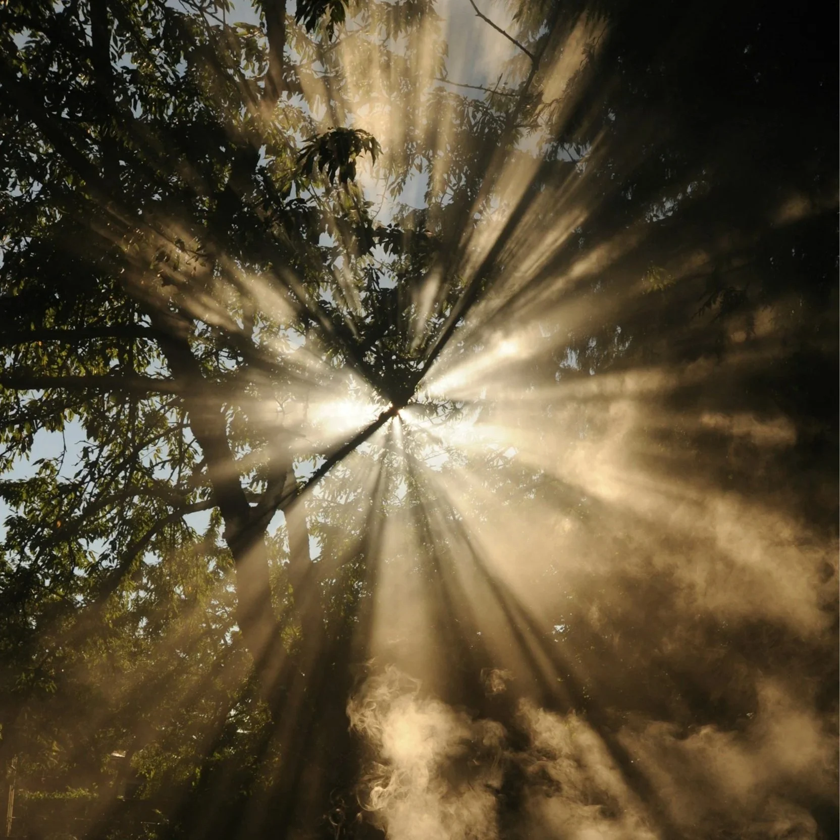 The Light of Wanting