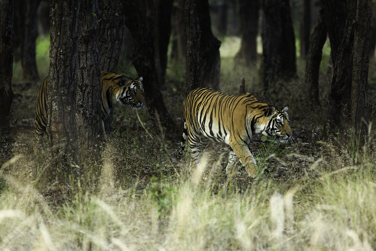 Brother's Hunt - III -