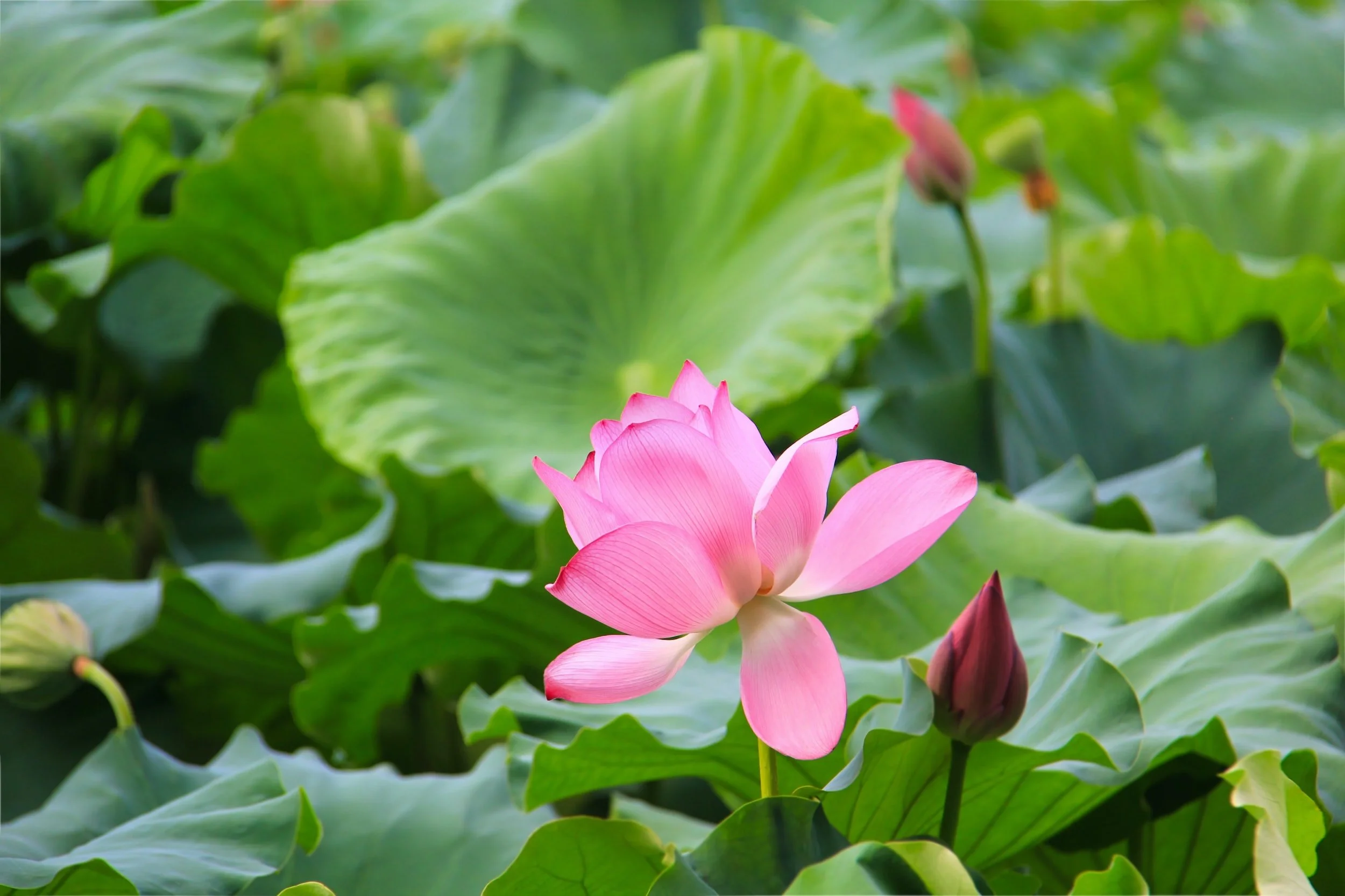 Reflection and Meditation: Wonders of Nature, The Lotus