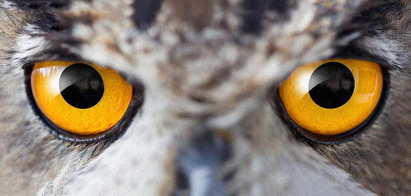 OwlEyes.jpg