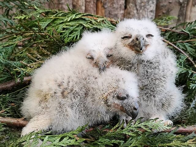 These little ones have been popping up in the press lately, following a photoshoot with professional photographer Katielee Arrowsmith. This photo was just a little mobile phone snapshot taken by one of our Keepers at the same time! Meet Storm, Ciara 