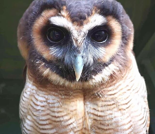 Tiger, the Brown Wood Owl, looking handsome and inquisitive as always 😍 😊 Tiger likes to pick the most interesting, weaving flight patterns he can think of during our displays.  His manoeuvrability is exceptional, with great skill in banking and fi