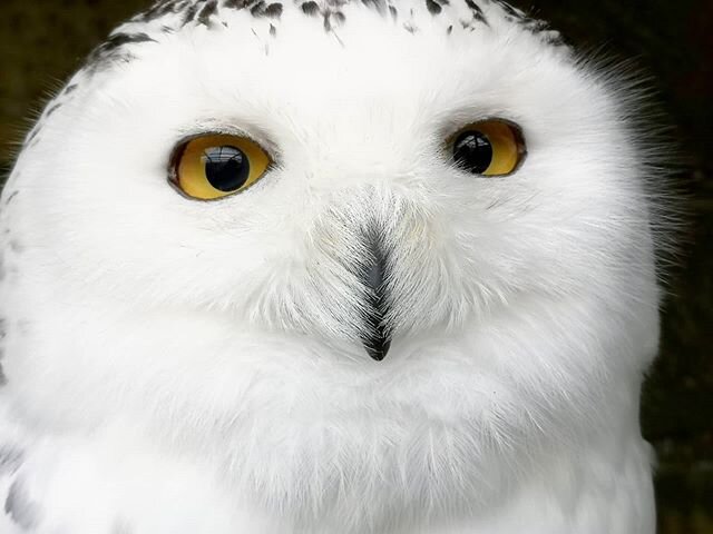 The way Fetlar's rictal bristle feathers sit in this photo, it almost looks like she's smiling 😆... And for good reason! 😊 We'd like to take today to say a huge thank you to everyone who has supported our owls by sponsoring them online (via www.the