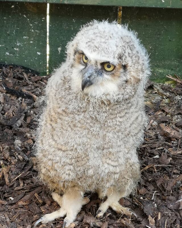 Our trio of Great Horned Owlets (a.k.a the Murder Nuggets 😋) - Storm, Ciara and Dennis - are growing up well🦉With only a couple of weeks between these and the last photos we posted of them, you can see how incredibly quickly owlets develop! By 12 w