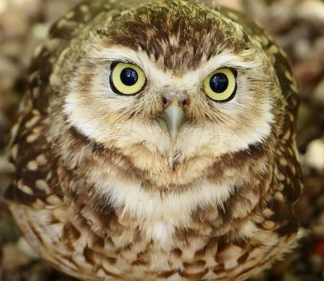 Our Burrowing Owl pair were synchronised rain-bathing today - during the showers this afternoon! Each perched side by side on the front posts in their aviary, dancing away in the rain, getting in a good shower 😂 Sadly, our Keeper was just too slow t