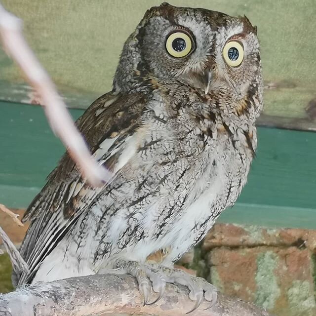 One of our resident Western Screech Owls🦉This little species are a truly exquisite one, yet their beauty can easily be underrated until you see them at close range 😍 We house one pair and a single female (the Black Widow, who earned herself that na