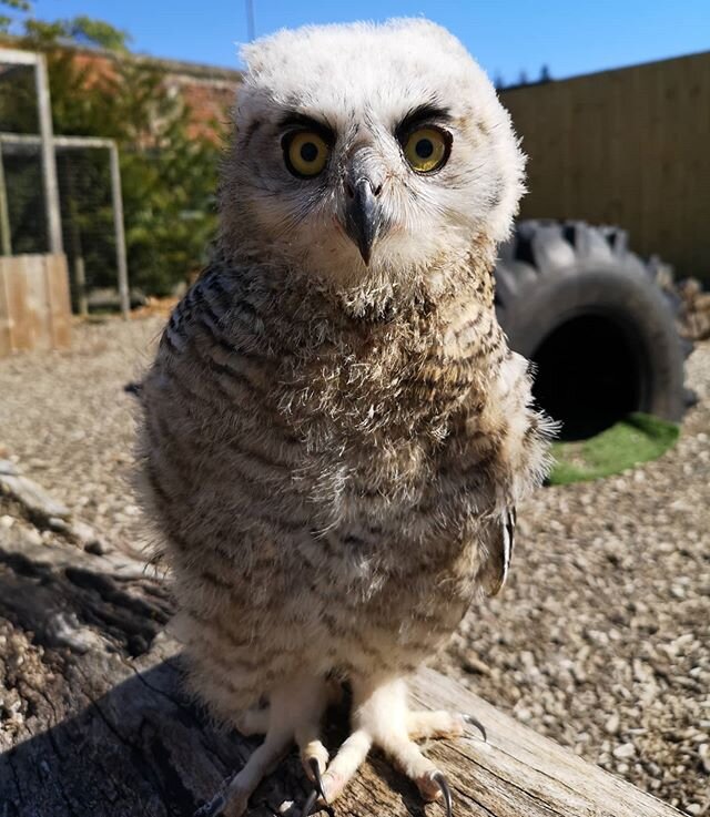 The Murder Nuggets have been getting ever more adventurous by the day🦉Storm, Ciara and Dennis have been spending these lovely sunny days out and about in our Centre's picnic area or out in an aviary with lots of space and perching for them to practi