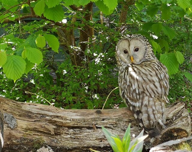 The female from our pair of Ural Owls had found herself a nice little shady spot yesterday to hide from the sunshine - which brought her right to the front of her aviary🦉She was watching our Keeper very curiously from her hidey spot as her dinner wa