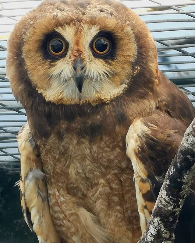 We're very excited to say that we've had a new arrival to our Centre recently🦉We've welcomed a stunning female African Marsh Owl and she's been gradually settling in to her new home. This is the first time that we've housed this species and we'll be