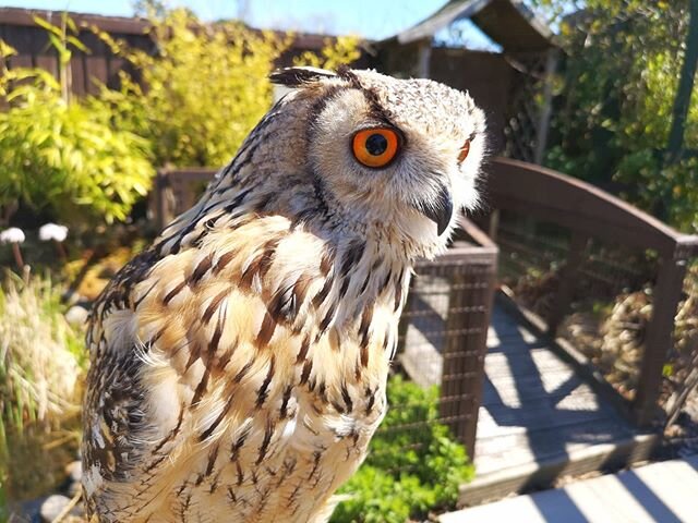 Kashmir, our stunning young Indian Eagle Owl, also known as the Rock Eagle Owl🦉Kashmir has locked onto something off in the distance in this photo with that keen eyesight of his. Kashmir's species are crepuscular hunting owls (dawn and dusk specific