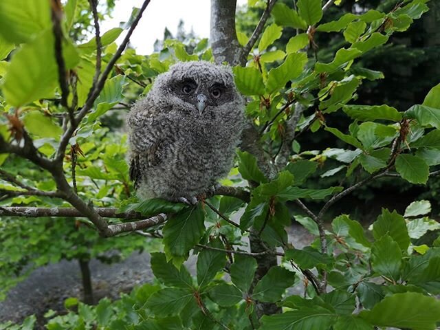 Well, our Western Screech Owl pair have done it again and successfully hatched and fostered a Tropical Screech owlet! This is our new little arrival, one of a good few baby owls born at our Centre so far this year 😊 This little one is now being hand