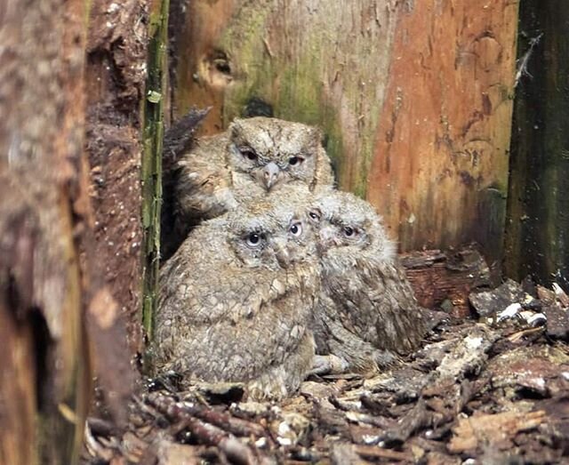 We've had a wonderfully exciting breeding First this year - with a brood of 4 tiny Common Scops Owlets being born at our Centre! As far as we know, this is the very first time this tiny species has ever been bred in Scotland!🦉One of our Keepers caug