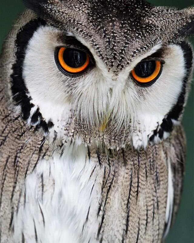 A little close-up of our gorgeous White-Faced Owl, Lulu 😍 #whitefacedowl #ptilopsisgranti #southernwhitefacedowl #owlycloseup #orangeeyes #fieryeyes #beautiful #beautifulowls #owls #owlsofinstagram #owlstagram #scottishowlcentre #littlebeauty #owlso