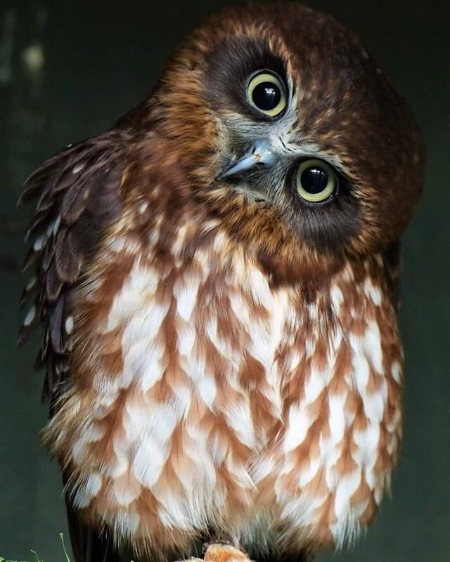 Boobook Owls, just like our beautiful little Sheila here, are an incredibly quizzical, nosey little species🦉This curious nature remains with many owls all throughout their adult lives, but it is key to them learning the ropes of 'owl-hood' from thei