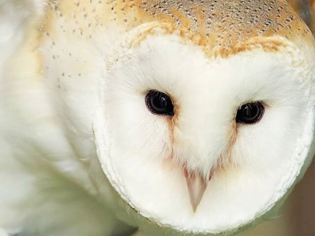 Our beautiful Barn Owl, Alba, is here to help us announce that we will be re-opening on Monday 29th June with shorter opening hours but plenty of space for social distancing. Hand sanitisers and regular cleaning of surfaces will be in place for your 