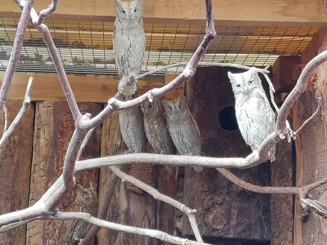 It's not the best photo, as it was just a little phone snapshot taken from quite a distance - but here's a little photo of our awesome little Eurasian/Common Scops Owl colony sitting all together in their aviary! 😍 A little owl family photoshoot🦉It