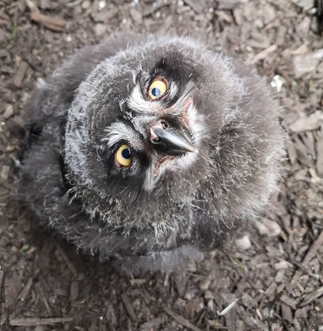 In our owlet photos so far, we haven't posted any of this year's Snowy Owl youngsters... So, here's one of our three beautiful, fearsome little murder puffballs to brighten up a rather dreich and miserable rainy day! 😄🦉 #snowyowl #buboscandiacus #s