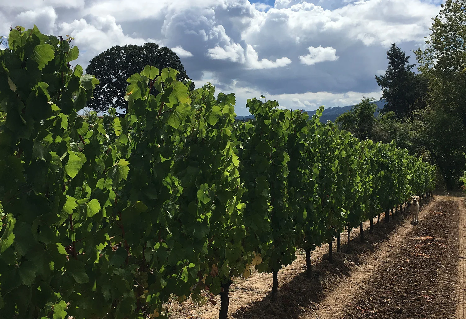 Chehalem Mountain Vineyard