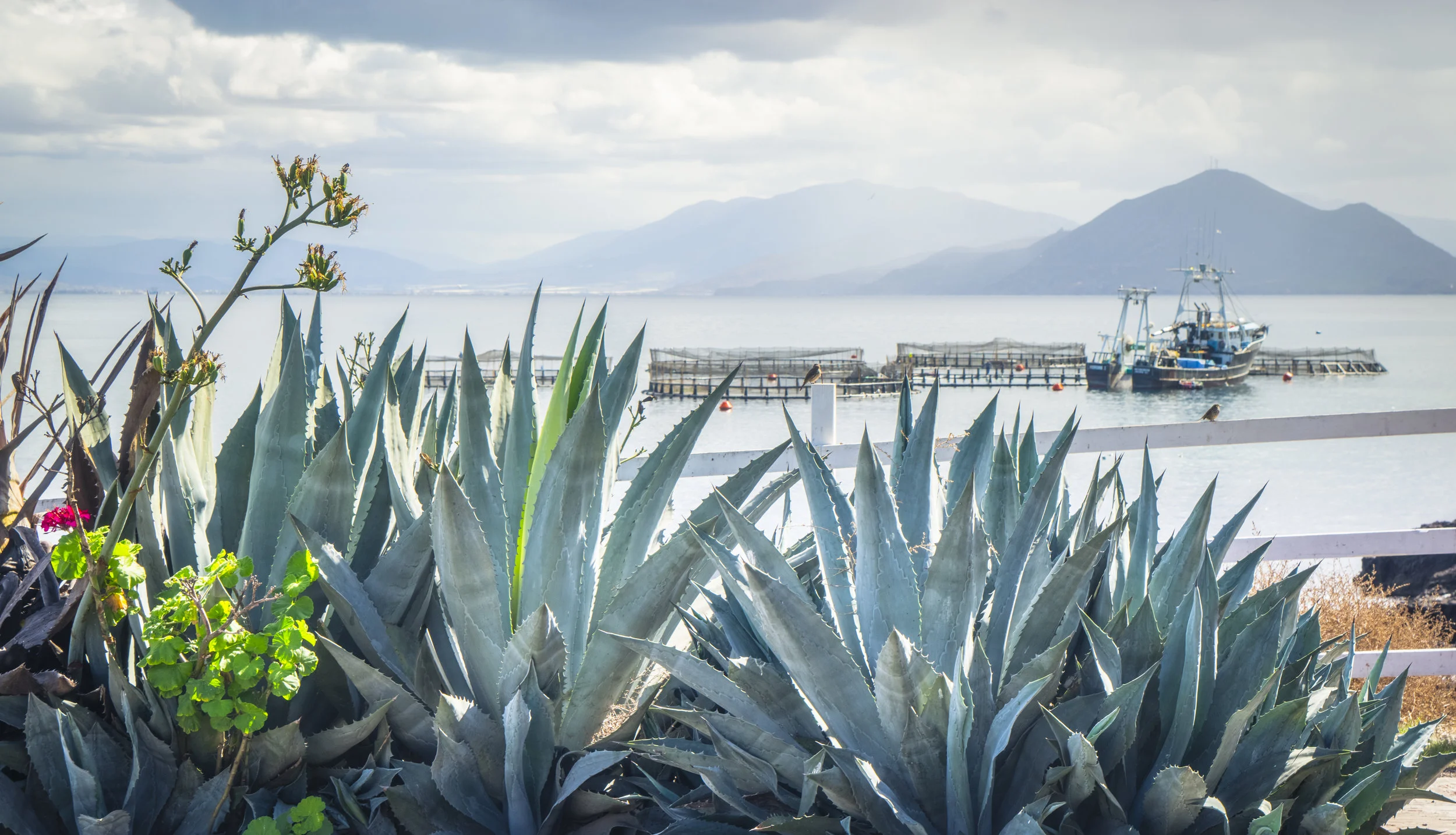 EWP2018_PacificoAquaculture-0102.jpg