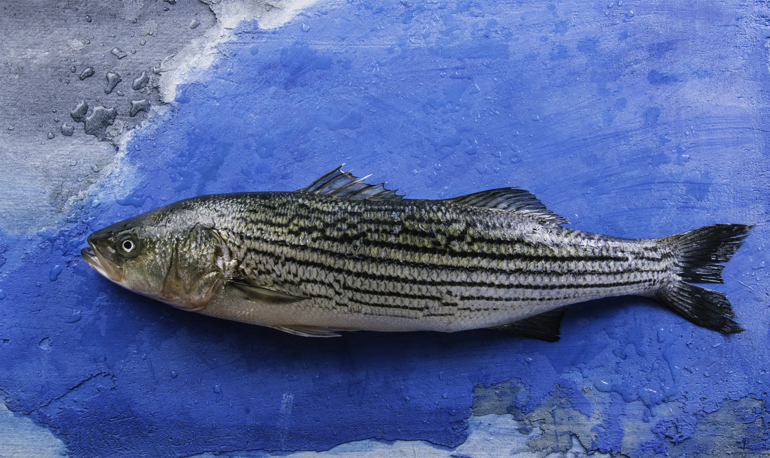 EWP2018_PacificoAquaculture-0454.jpg