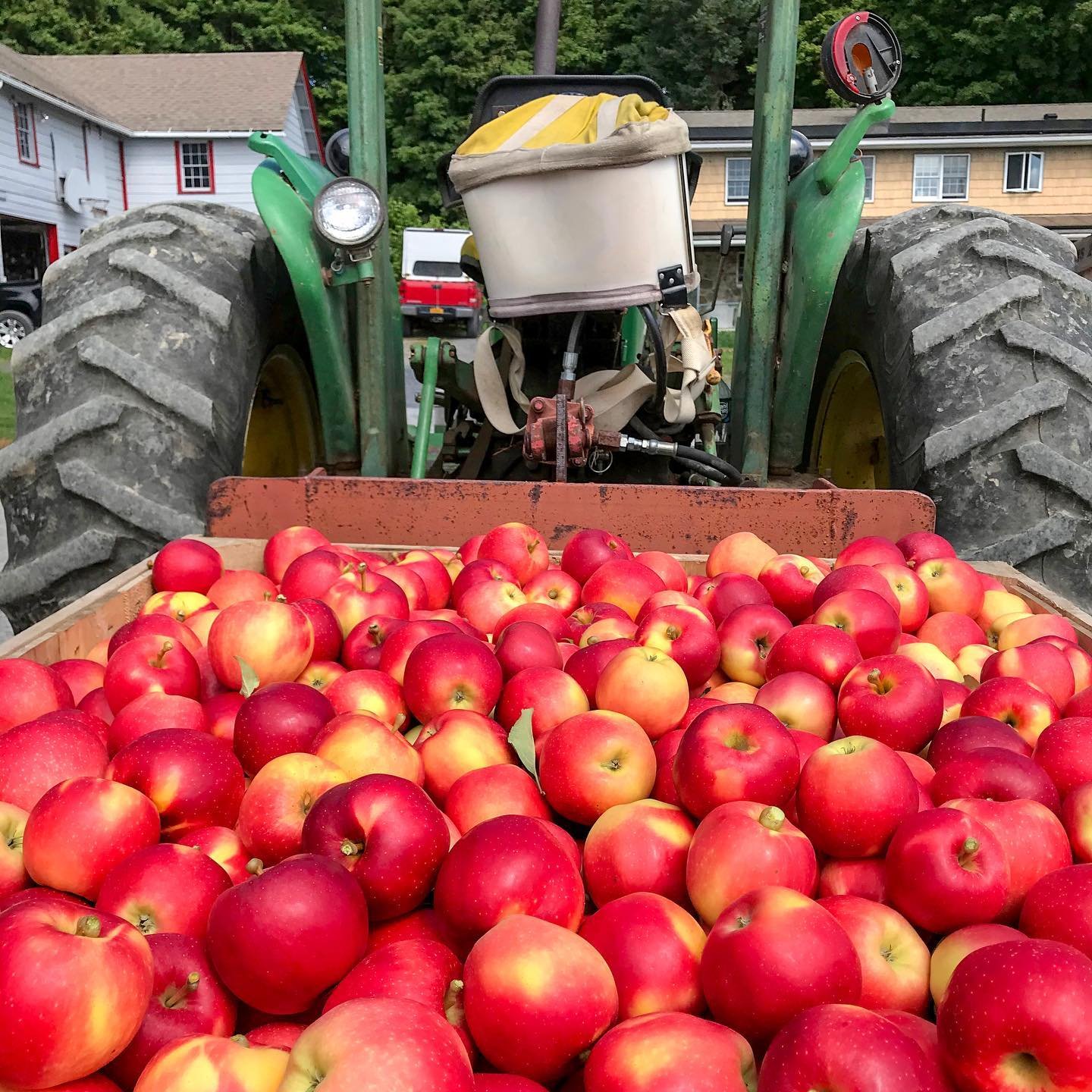 Apples on tractor.jpg