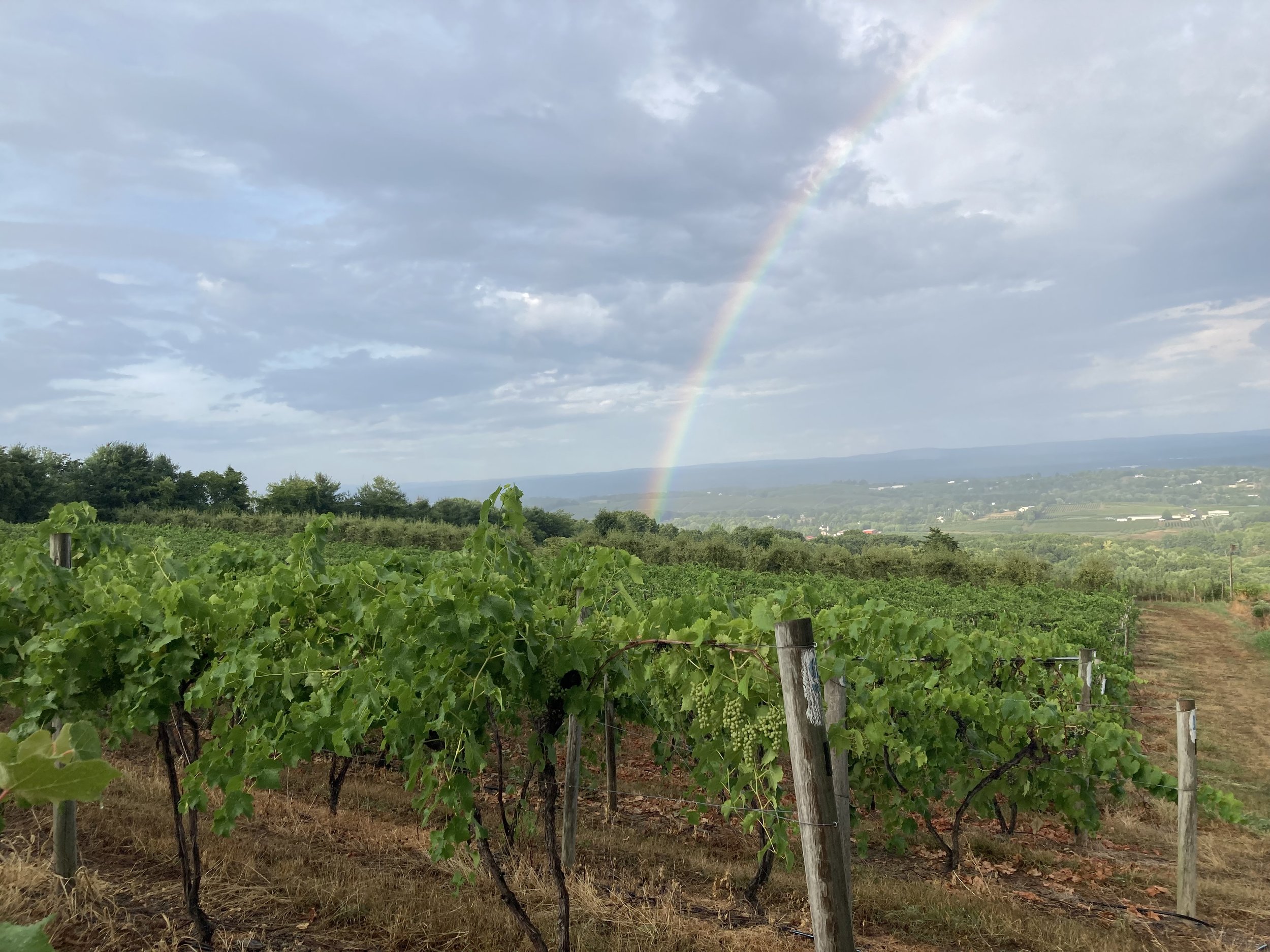 Rainbow over the vineyard 8/7/22