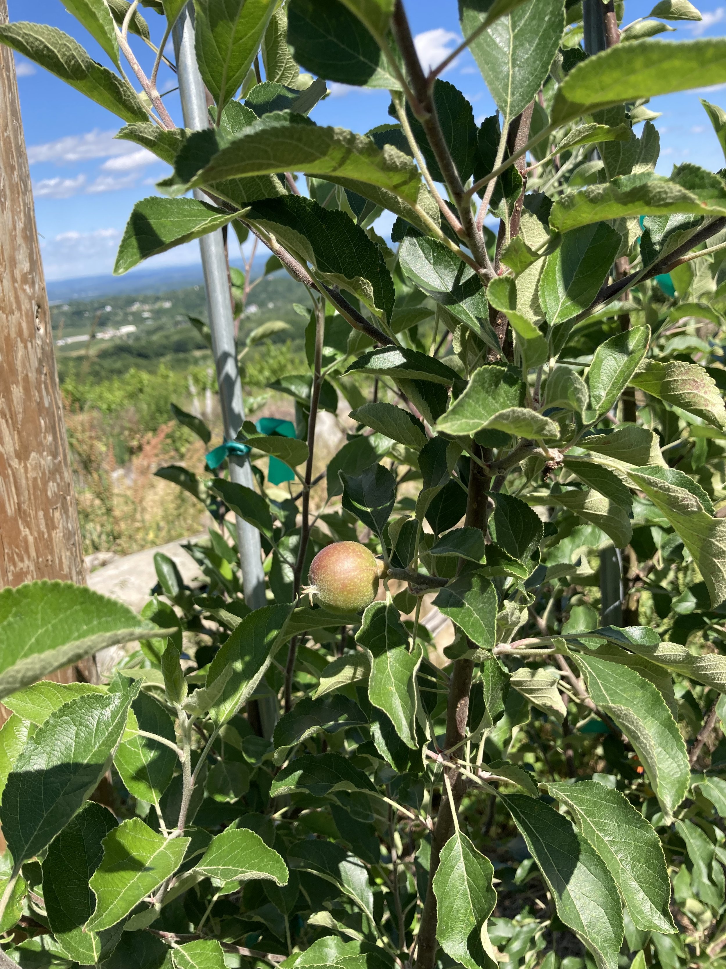 Cider Apples 6/19/22