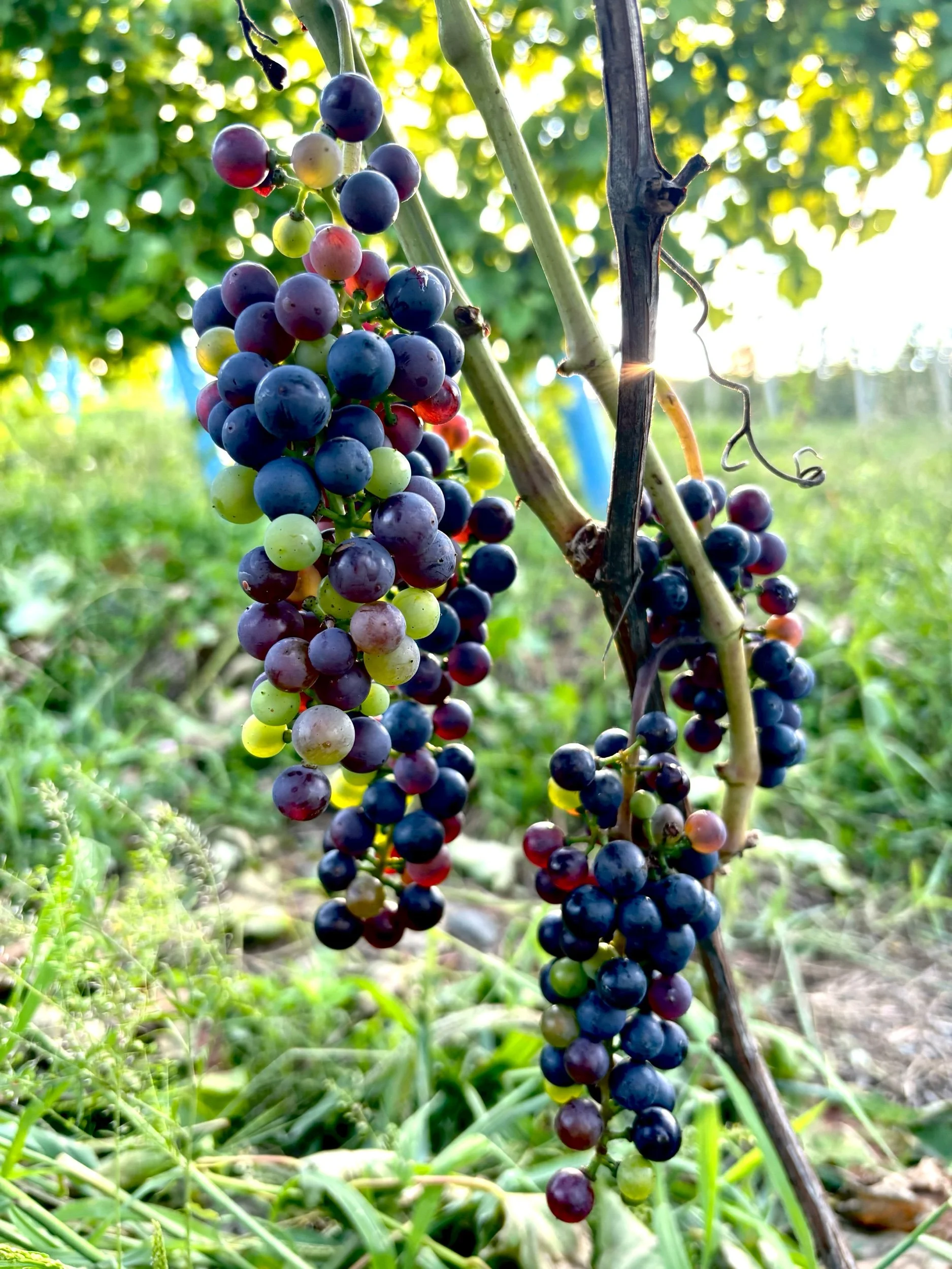 Baco Noir Nouveau 2024 Estate