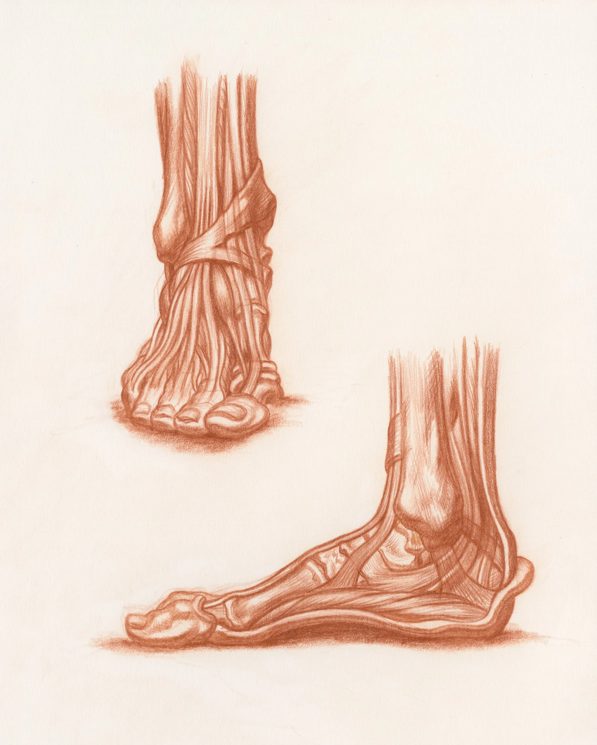 Artistic Anatomy, Écorché, The Human Foot, By Michael M Hensley